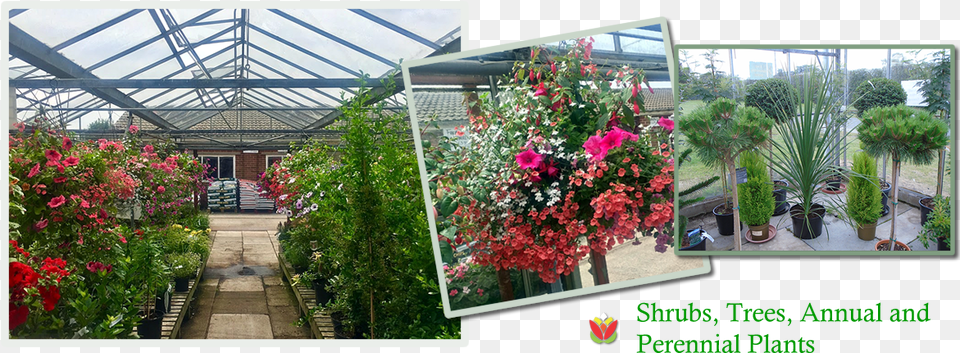 Sandy Lane Nuseries Sandy Lane Nurseries, Arbour, Potted Plant, Plant, Garden Free Transparent Png