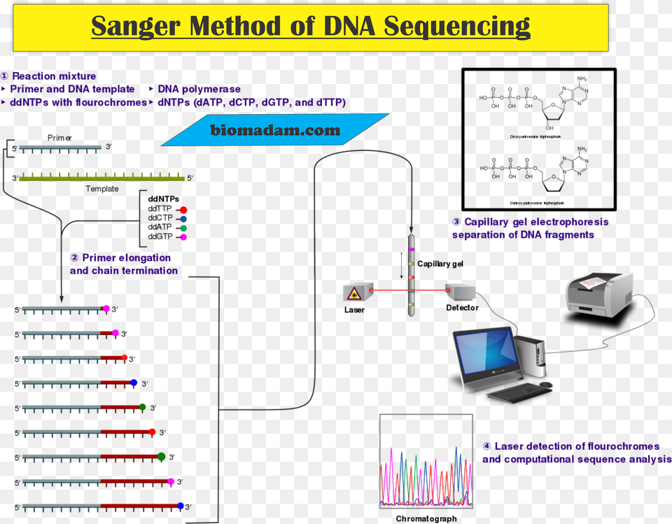 Sanger Sequencing, Computer Hardware, Electronics, Hardware, Computer Free Png Download