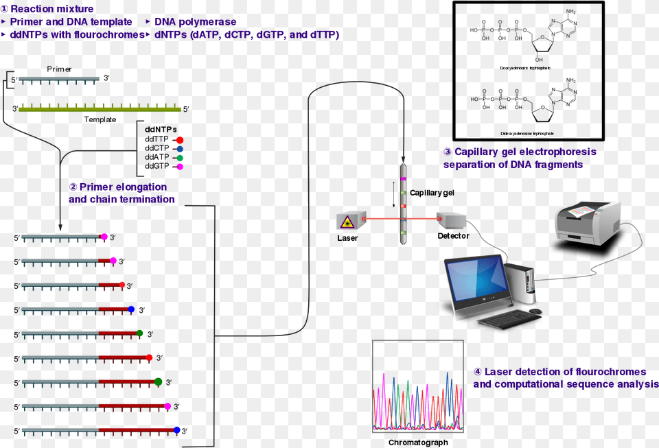 Sanger Sequencing Sanger Sequencing Of Insulin, Computer Hardware, Electronics, Hardware, Computer Free Png