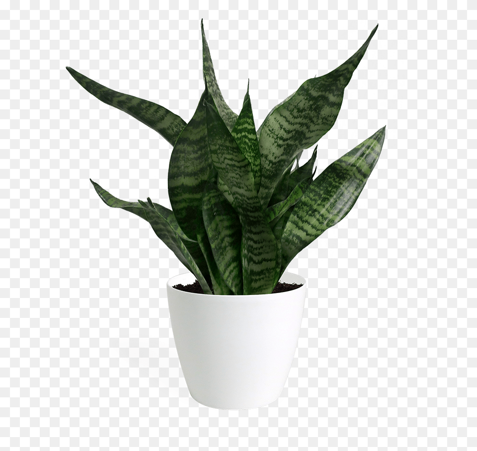 Sansevieria Hahnii Small Sansevieria, Plant, Potted Plant, Jar, Planter Free Png