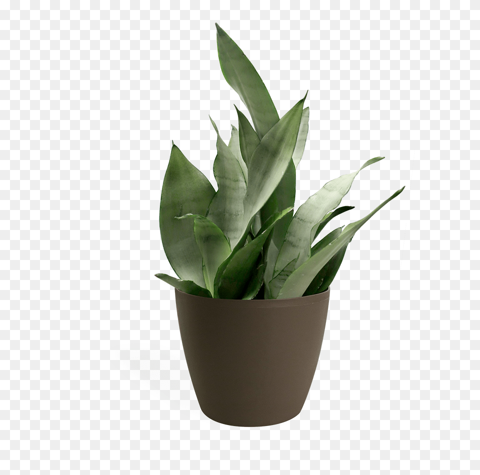 Sansevieria Moonshine Houseplant Small Chelsea Garden Center, Leaf, Plant, Potted Plant Png Image