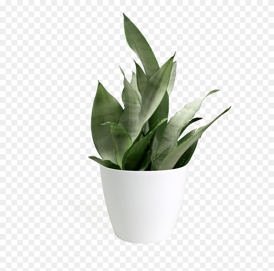 Sansevieria Moonshine Small Small Plant, Leaf, Potted Plant, Jar, Planter Free Png