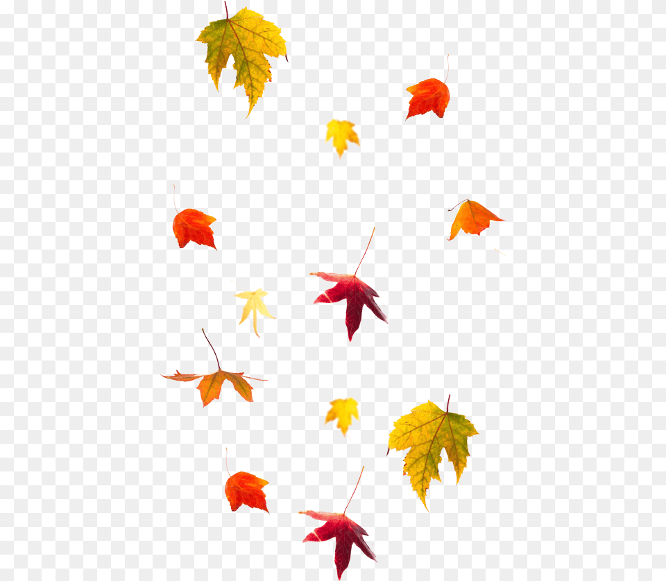 Santa Fe, Leaf, Maple, Plant, Tree Free Png Download