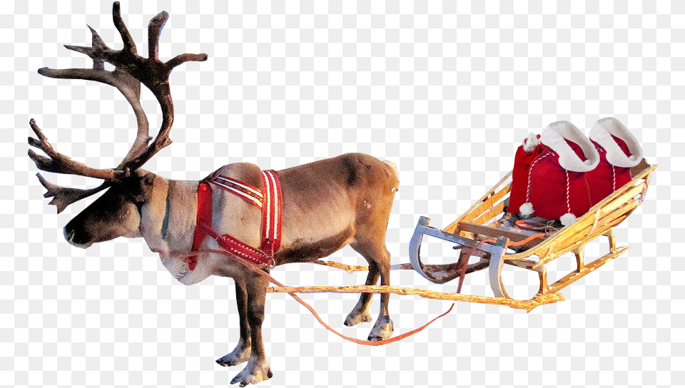 Santa Sleigh With Transparent Background, Animal, Mammal, Antelope, Wildlife Png