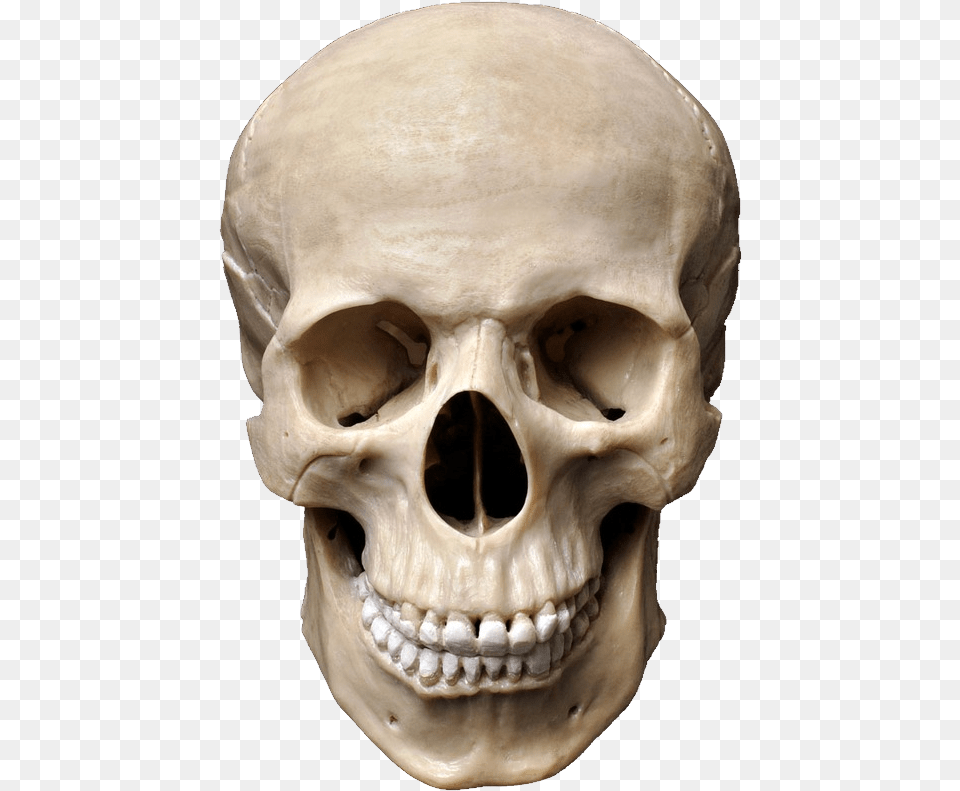 Sapiens Skeleton Skull Skull, Head, Person, Face Free Transparent Png
