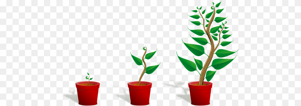 Sapling Leaf, Plant, Potted Plant, Tree Free Transparent Png