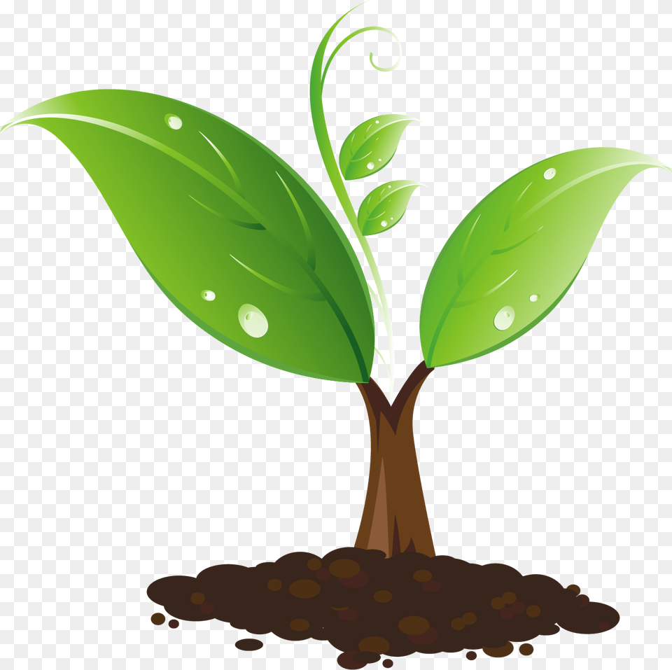 Sapling Clipart, Leaf, Plant, Sprout, Soil Png Image