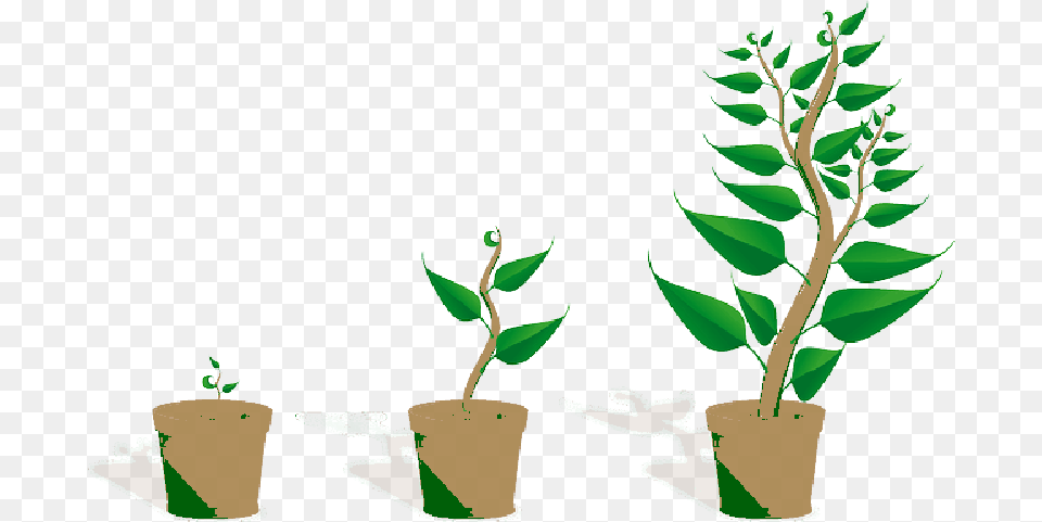 Sapling Plant Growing Seedling Growth Potted Getting To Know Plants, Leaf, Herbal, Herbs, Tree Png Image