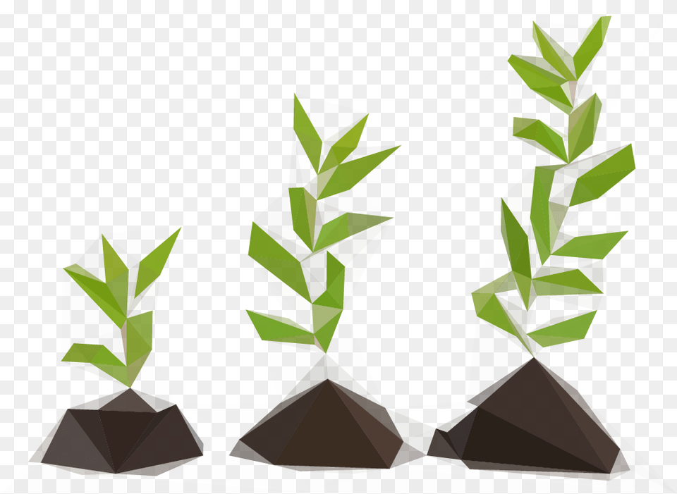 Saplingpoly Imagenes Del Verbo Grow, Leaf, Plant, Flower, Flower Arrangement Png