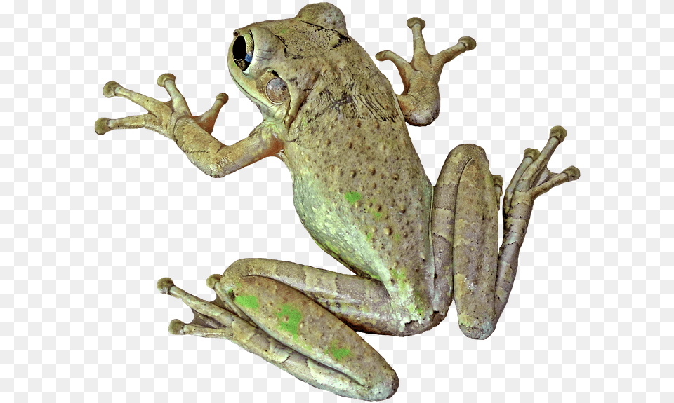Sapo Perereca, Amphibian, Animal, Frog, Wildlife Png Image