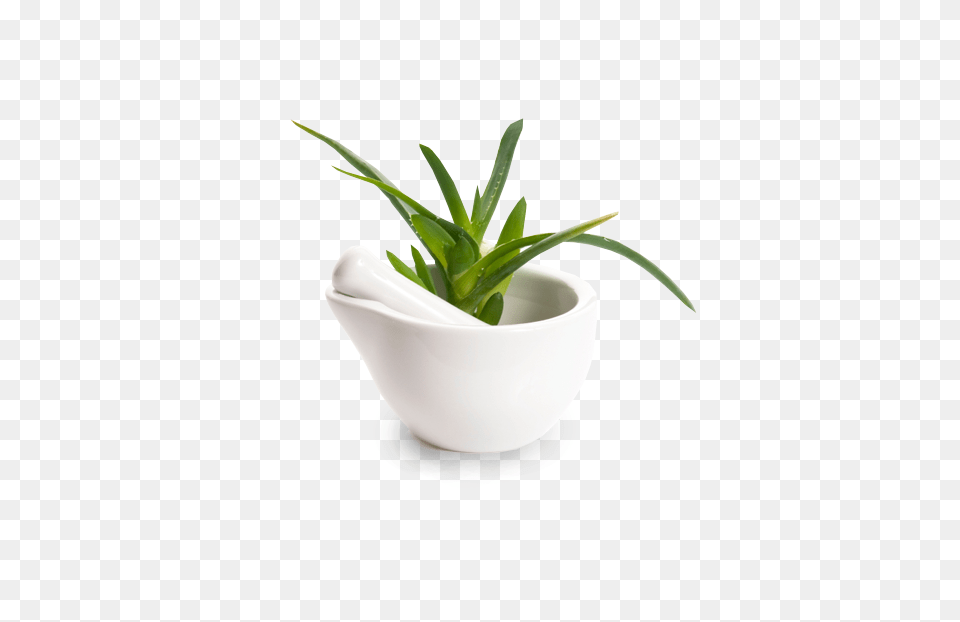 Sappe Europe, Leaf, Herbal, Herbs, Potted Plant Png Image