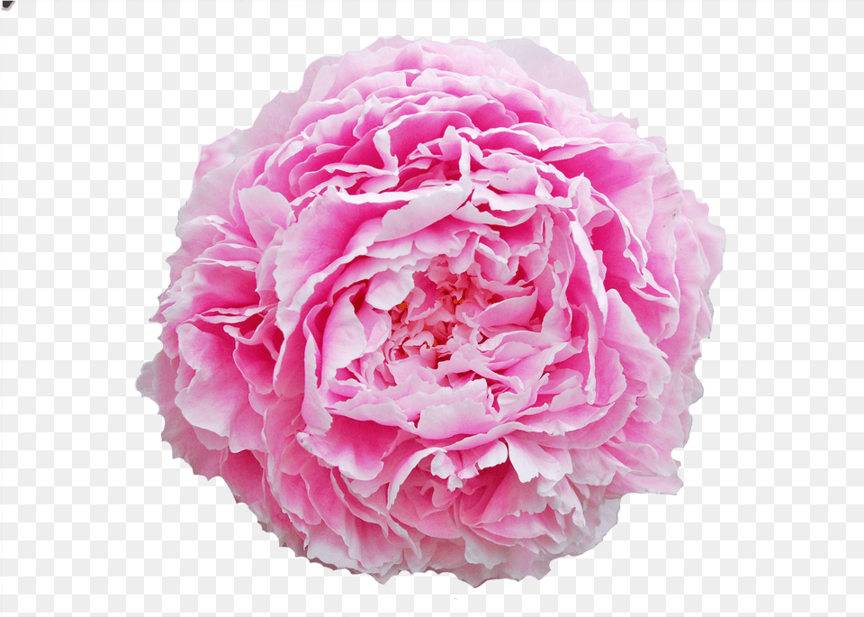 Sarah Bernhardt Peonija, Carnation, Flower, Plant, Rose Free Png Download