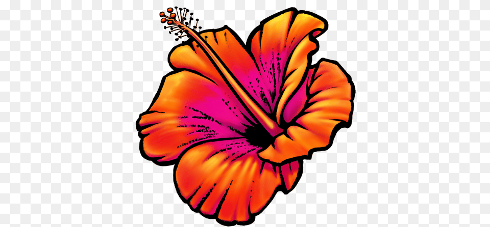 Sarah Burchard Hawaii Flower Icon, Hibiscus, Plant, Petal, Adult Free Png