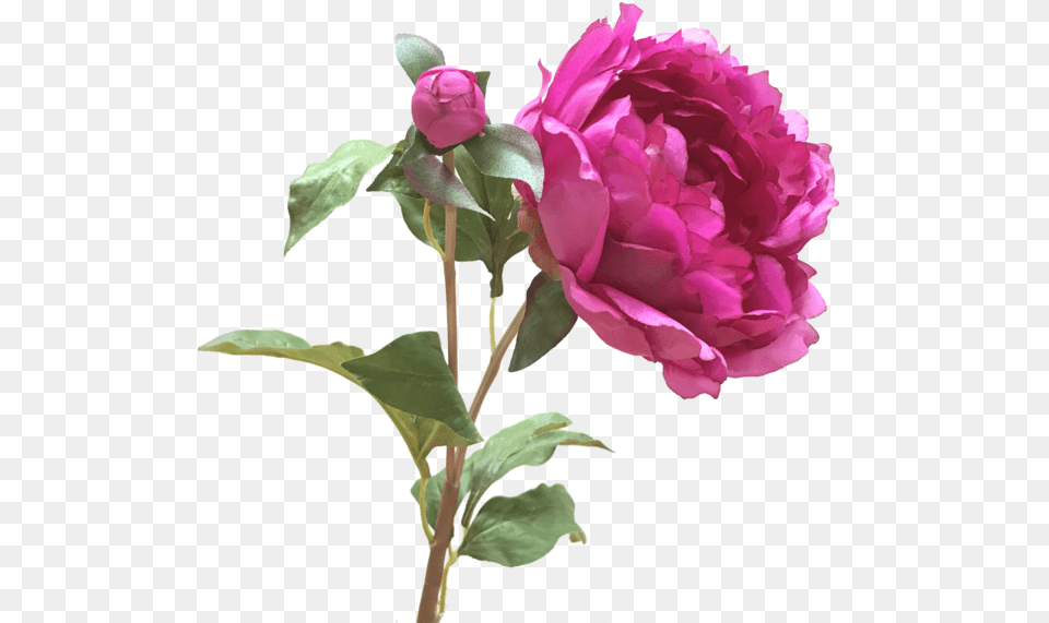 Sarah Shepherd Bright Amaranthine Flower, Plant, Rose, Peony, Carnation Free Transparent Png