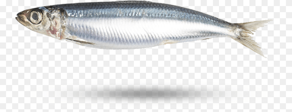 Sardine, Animal, Fish, Herring, Sea Life Free Png Download
