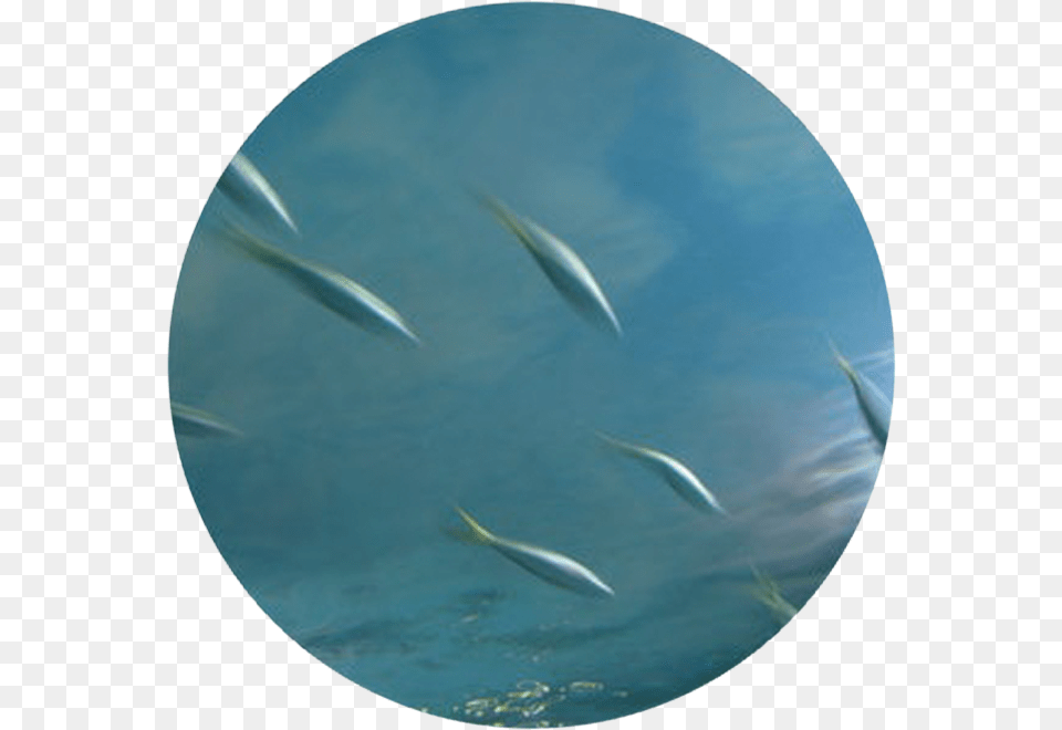 Sardine, Animal, Fish, Herring, Sea Life Png Image