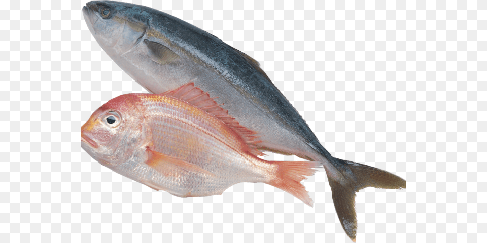 Sardine Clipart Fich Sea Fish, Animal, Sea Life, Tuna, Bonito Free Png Download