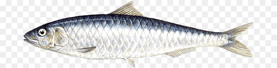 Sardine Sardines Fish, Animal, Sea Life, Herring, Food Free Png Download