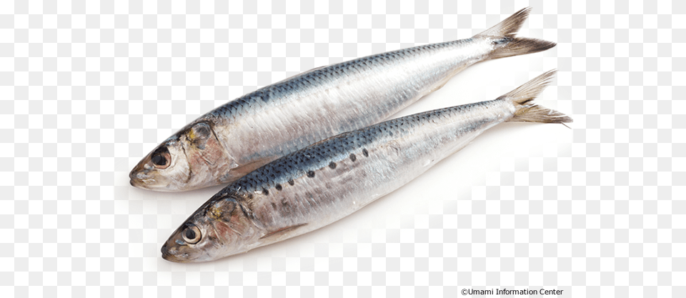 Sardine Seafood, Animal, Fish, Herring, Sea Life Free Png Download