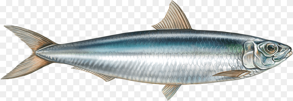 Sardines Fish, Animal, Herring, Sea Life, Sardine Png Image