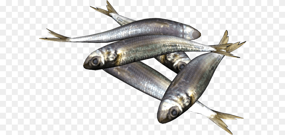 Sardines Fish, Animal, Herring, Sea Life, Sardine Png Image