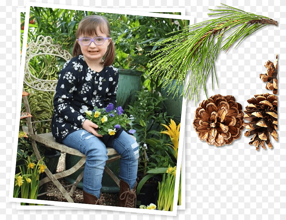 Sarina Two Needle Pinyon Pine, Tree, Potted Plant, Plant, Pants Free Transparent Png