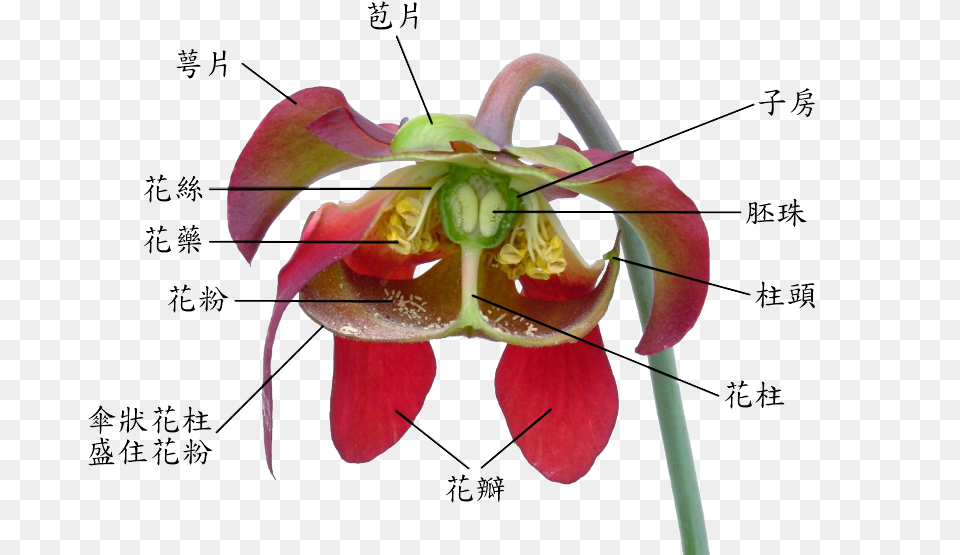 Sarracenia Flower Notitles In Chinese Style Of The Flower, Anther, Plant, Petal, Orchid Png