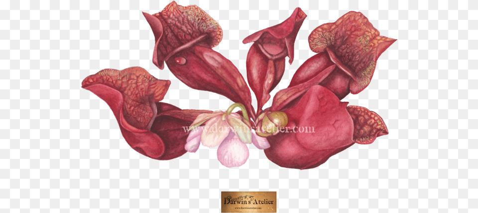 Sarracenia Rosea Watercolor, Flower, Petal, Plant Free Png Download