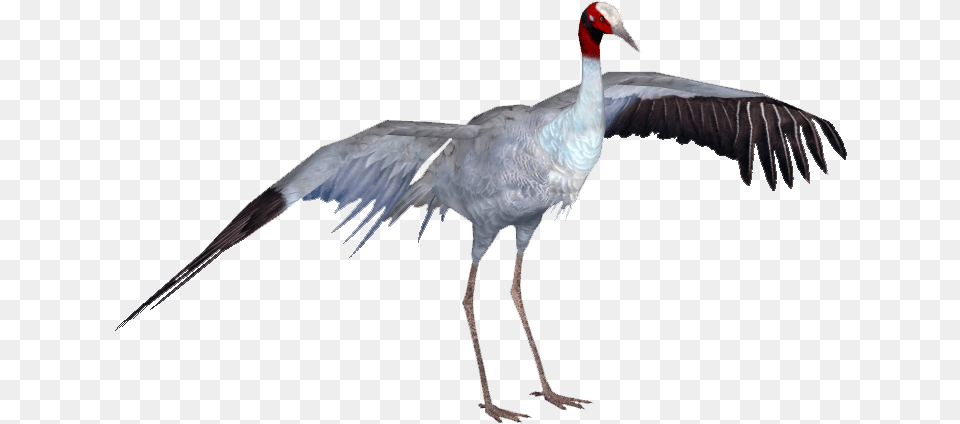 Sarus Crane Bird With No Crane Bird, Animal, Crane Bird, Waterfowl Png Image