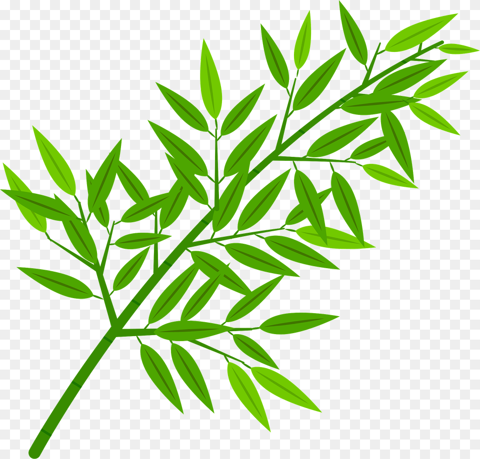 Sasa Broad Leaf Bamboo Clipart, Green, Herbal, Herbs, Plant Png Image