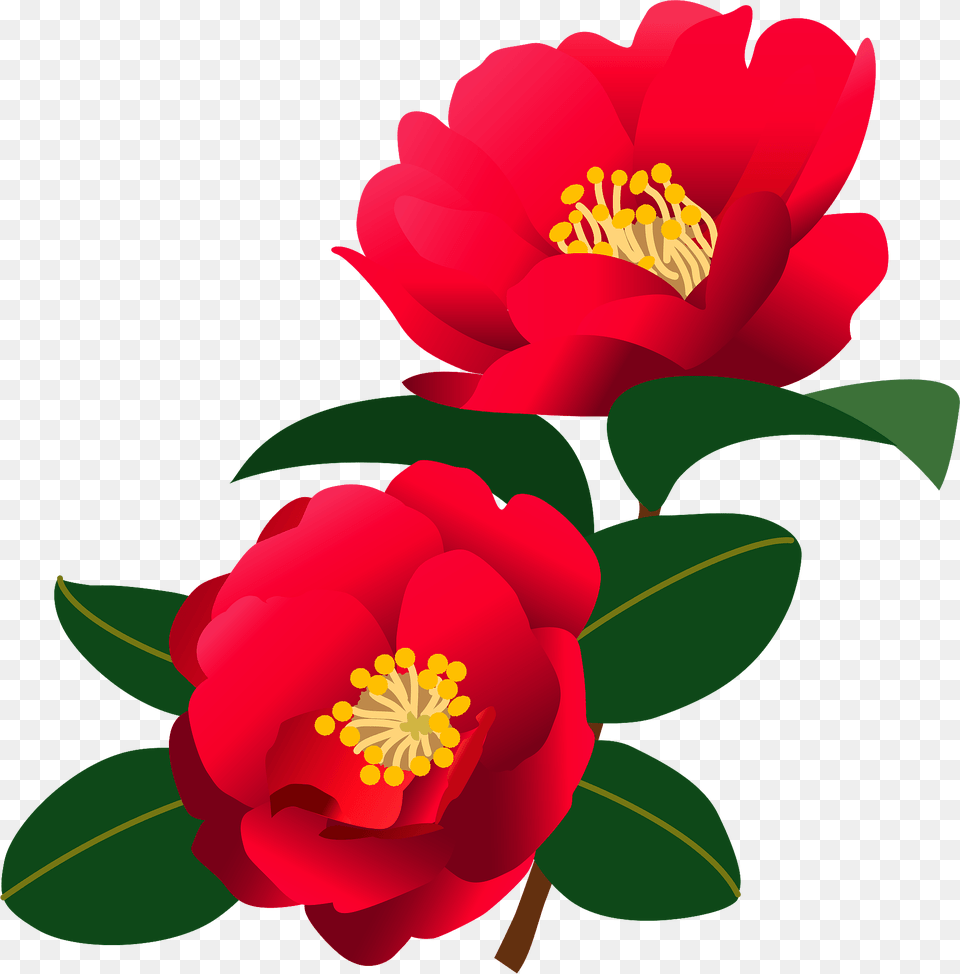 Sasanqua Camellia Flower Clipart, Anther, Plant, Petal, Anemone Png