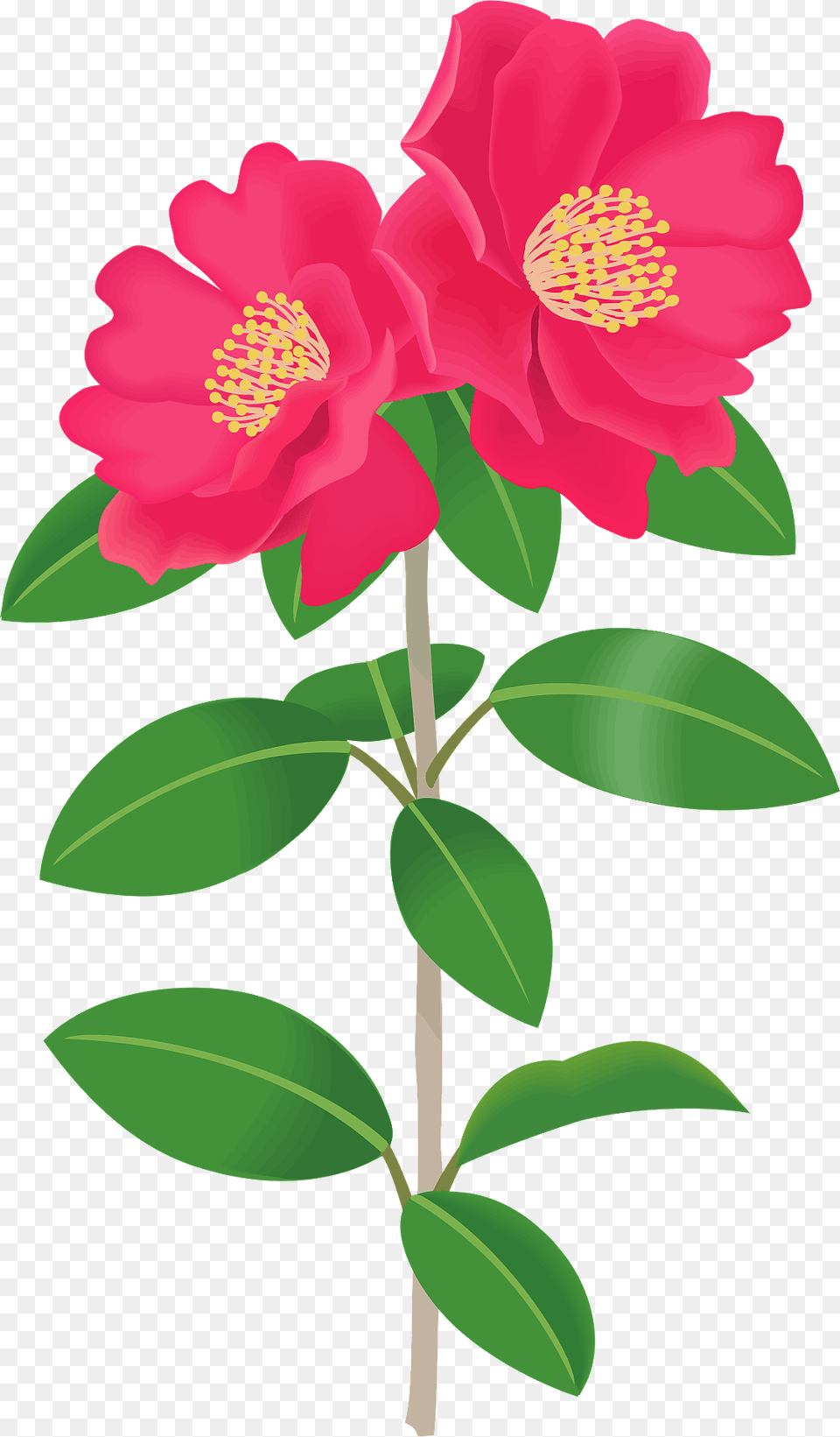 Sasanqua Camellia Flower Clipart, Anther, Petal, Plant, Pollen Free Png