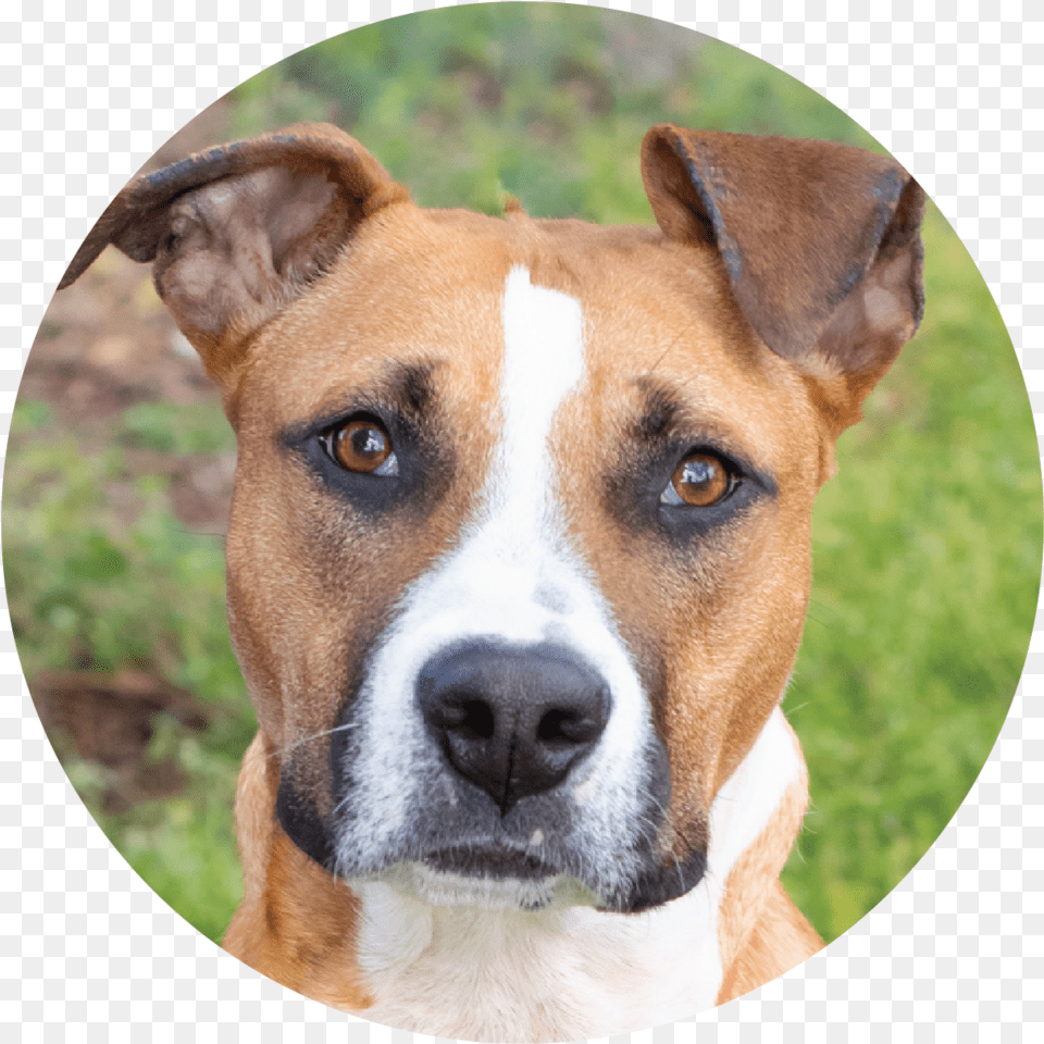 Satchel Companion Dog, Animal, Boxer, Bulldog, Canine Free Png Download