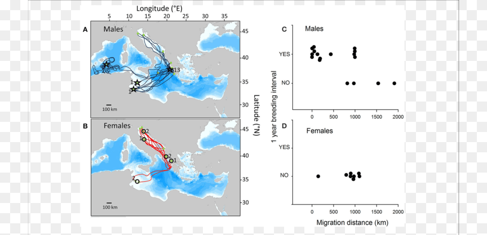 Satellite Tracks Of Post Breeding Male And Female Loggerhead Female To Male Ratio On Sea Turtles, Chart, Plot Png