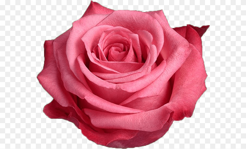 Satina Pink Rose Garden Roses, Flower, Plant, Petal Png Image