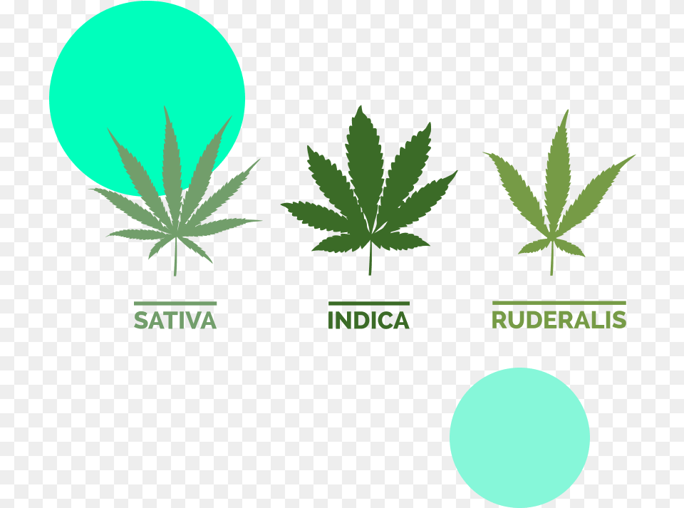 Sativa Indica And Ruderalis, Plant, Weed, Leaf, Hemp Free Png Download
