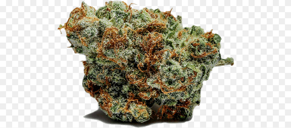 Sativa Indica Cactus, Plant, Weed, Rock, Food Free Png Download