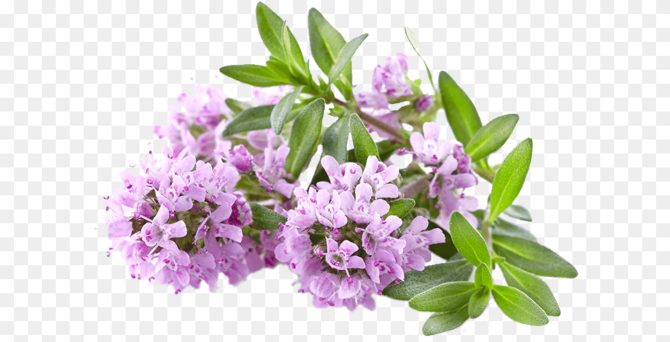 Satureioides Thyme Thyme Flowers, Flower, Plant, Geranium, Leaf Free Png