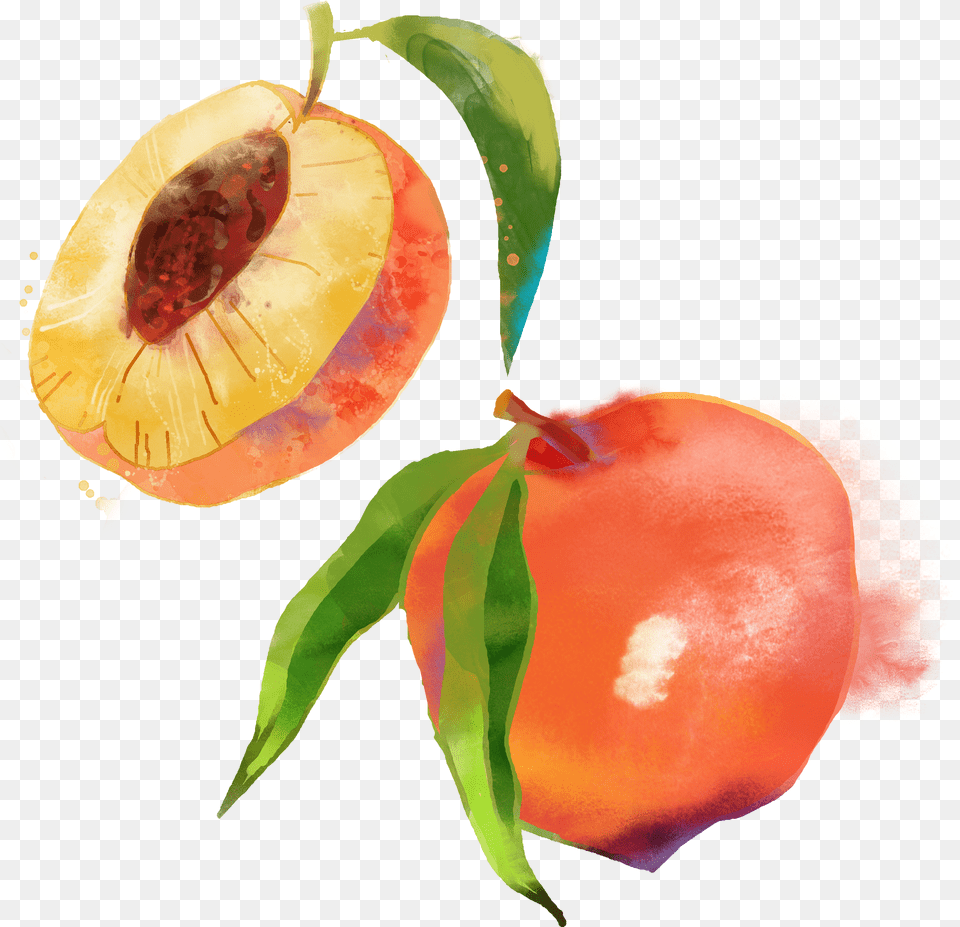 Saturn Peach Fruit Watercolor Painting Peach Fruit Watercolor, Leaf, Plant, Food, Produce Png