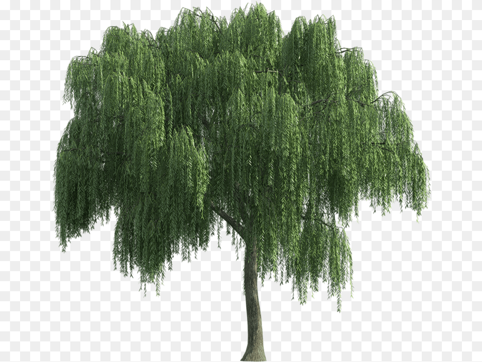 Sauce Lloron 1 Tree Weeping Willow, Plant, Vegetation Png Image