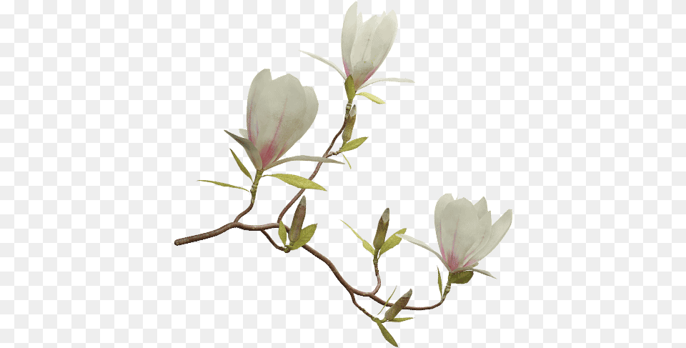 Saucer Magnolia Magnolia, Acanthaceae, Flower, Plant, Petal Free Png