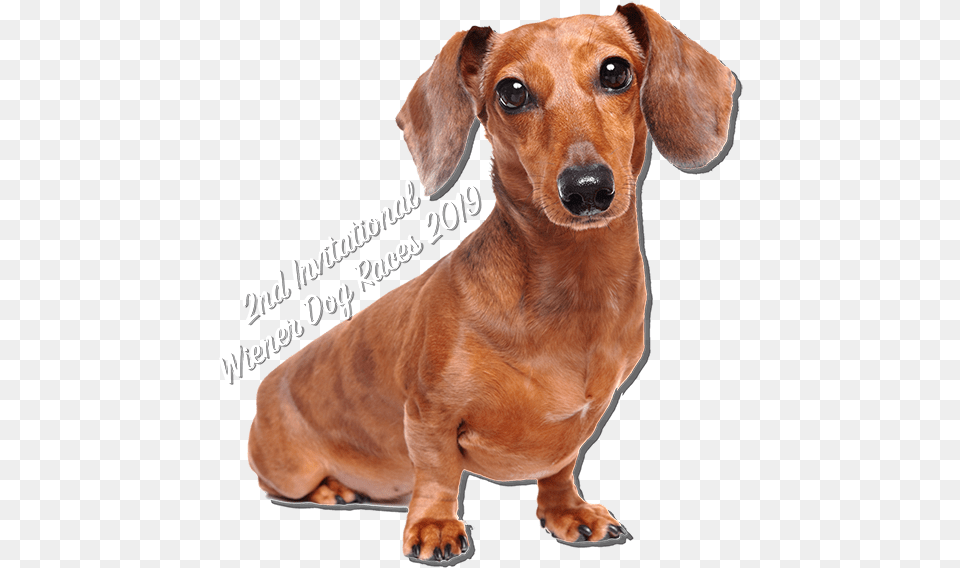 Sausage Dog No Background, Snout, Animal, Canine, Mammal Free Png Download