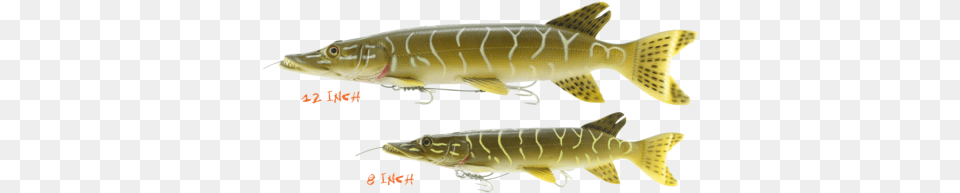 Savage Gear Line Thru Pike Trout Roach Savage Gear 3d Line Thru Pike 30cm 210g Pike, Animal, Sea Life, Fish, Shark Png
