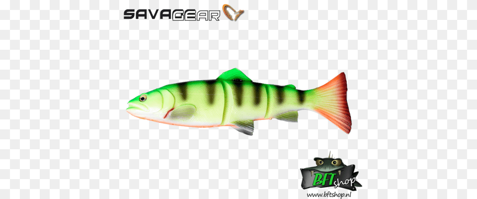 Savage Gear Line Thru Trout, Animal, Fish, Sea Life, Perch Png