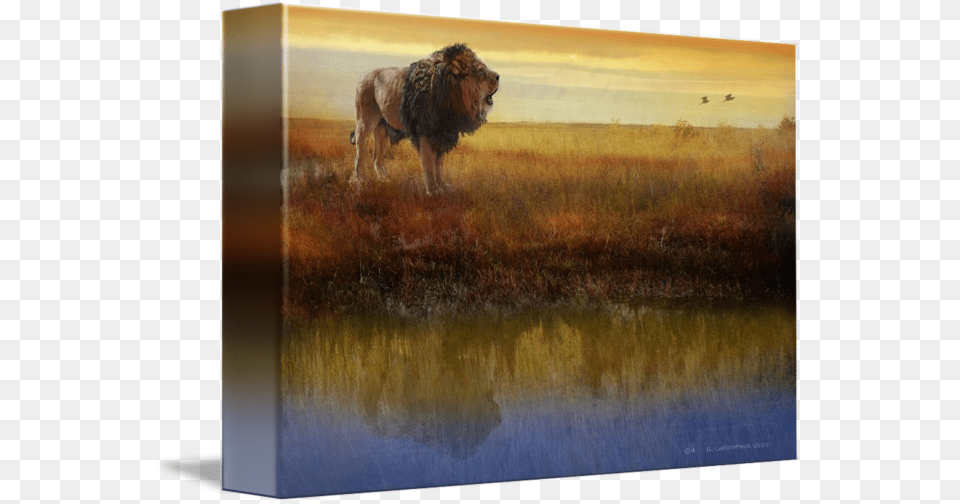Savanna Reflection African Lion By R Christopher Vest Gallery Wrapped Canvas Art Print 10 X 7 Entitled Savanna, Animal, Mammal, Wildlife, Outdoors Png Image