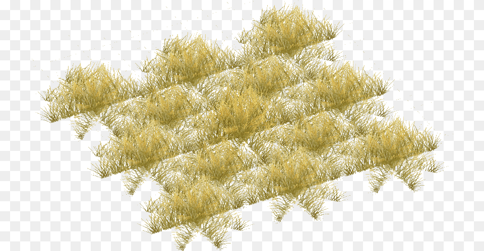 Savannah Grass Short Pond Pine, Plant, Vegetation, Moss, Pollen Free Png