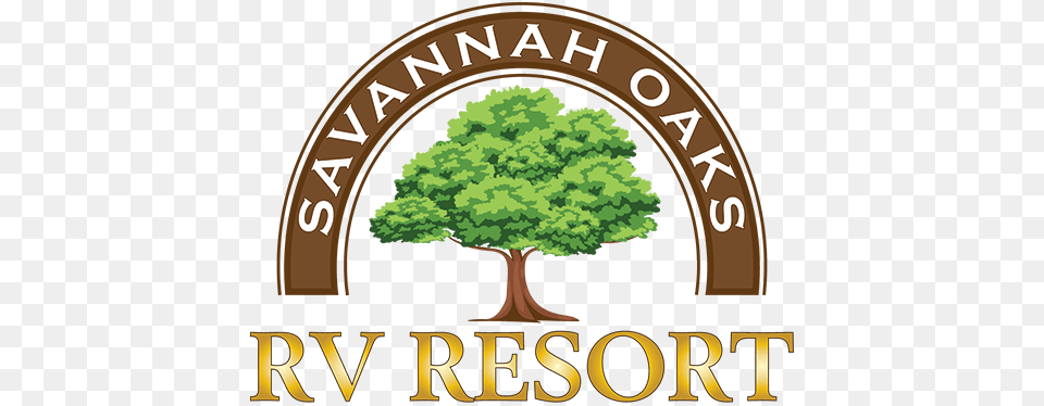 Savannah Oaks Rv Resort Lumber Punks, Outdoors, Woodland, Grove, Land Free Png Download