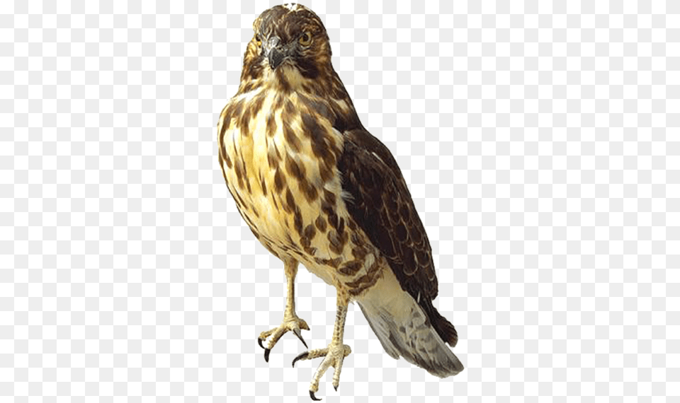 Savannah Sparrow Hawk, Animal, Bird, Buzzard, Beak Png