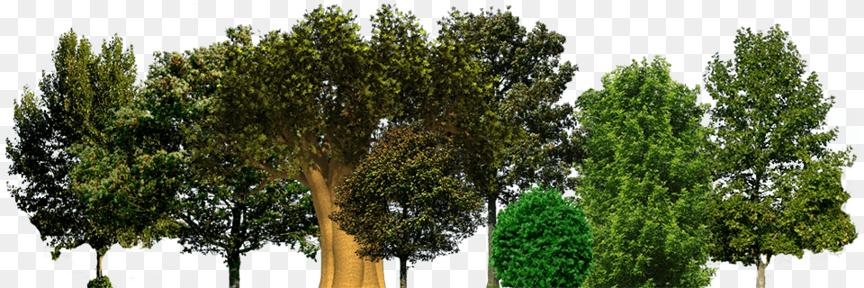 Save A Tree Tree Psd, Woodland, Park, Nature, Plant Free Png Download