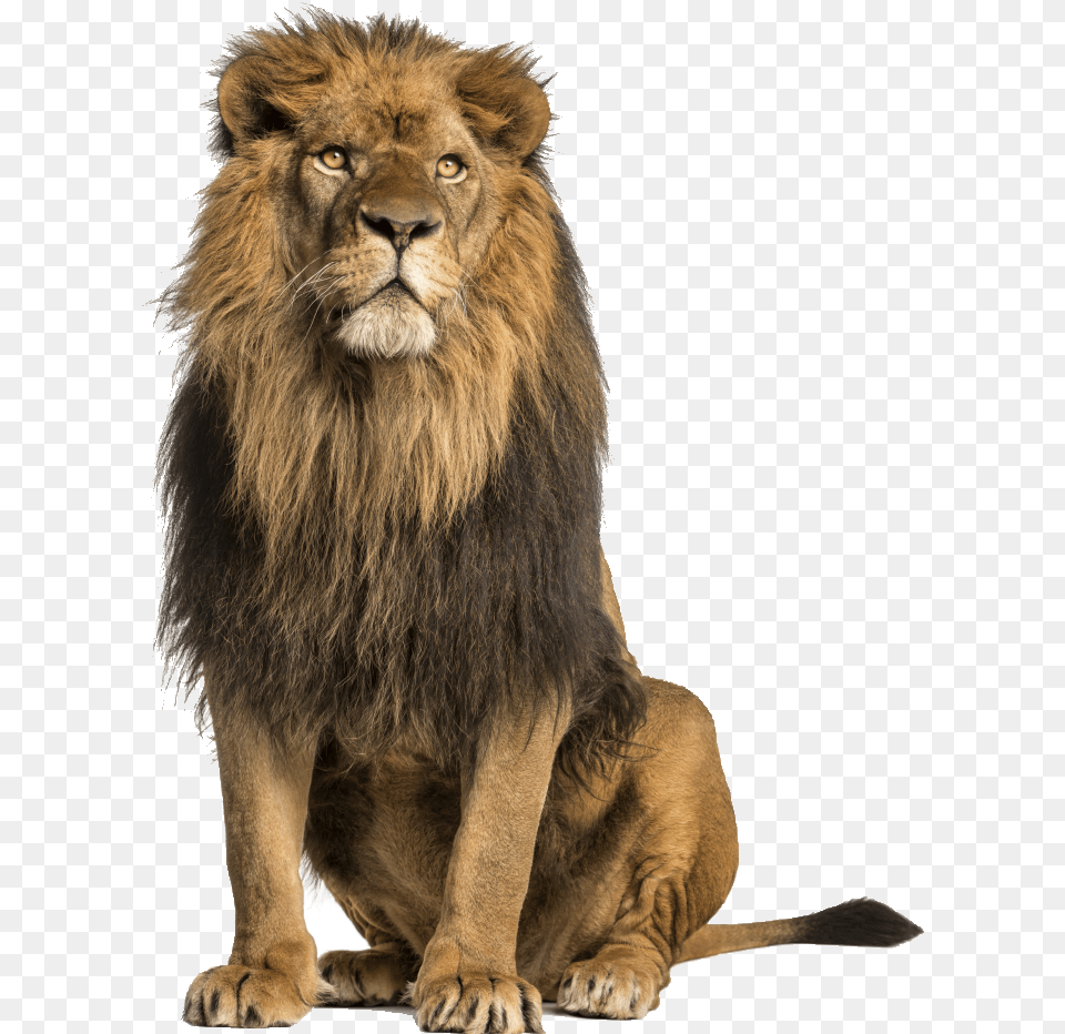 Save Animals Oregon On Twitter Lion Sitting, Animal, Mammal, Wildlife Free Png Download
